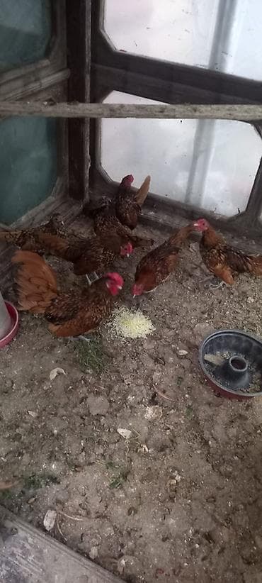 Hinduşkalar: Toyuq, Damazlıq — 3