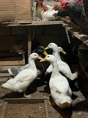 Pişiklər: Salam yaşıl baş pekin ve ferqli sortlardl qesey baxmşam kökdüler biri — 2