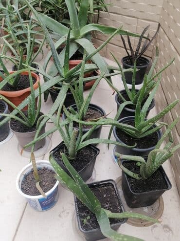 где купить алоэ вера: Aloe vera — 5