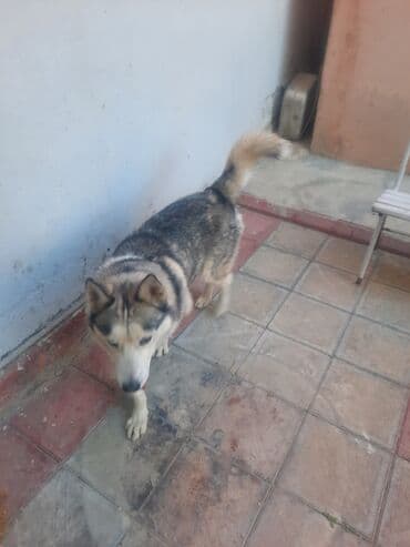 Xaski, 6 il, Cütləşmə üçün