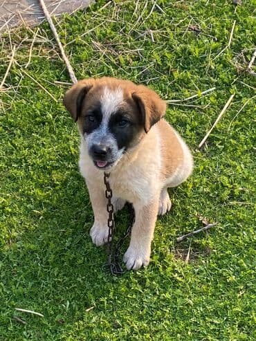 basenc itləri: Alabay, 1 ay, Erkek, Cütləşmə üçün, Ünvandan götürmə — 7