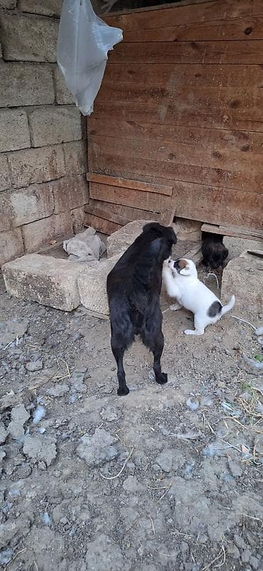 en ucuz itler: Zvonok, 1 ay, Ünvandan götürmə — 7