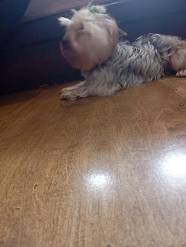 gencede heyvanlar: Yorkşir teryer — 4