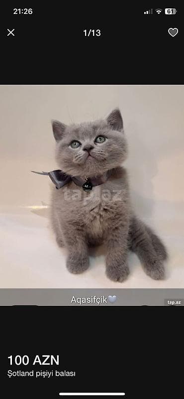 pişim: Boz tüklü balaca pişik balaları - Xüsusiyyətlər: - Qısa, sıx və — 9