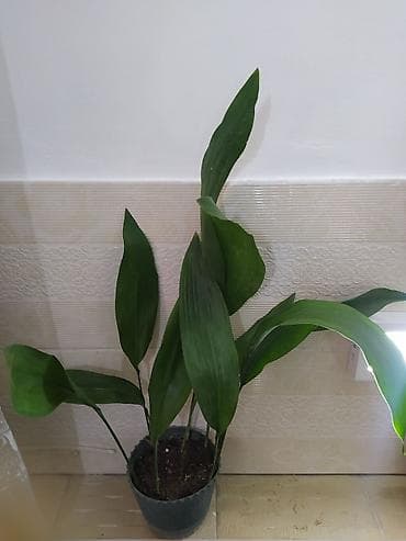 budda: Məhsul: Daxili dekorativ bitkilər (bir neçə növ saksı bitkisi) — 5