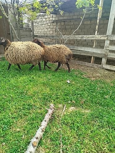 qoyun alıram: Qoyunlar – yerli cins - Say: 2 baş Salam iki super damazlıq qala — 5