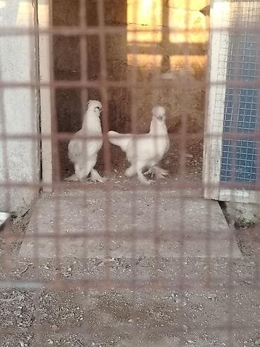 K/t heyvanları və malları: Toyuq, Damazlıq — 4