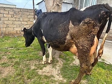 Keçilər, çəpişlər: İnək 20 litr süd verir hazırda. Tam problemsiz heyvandı. Qapı malı — 2