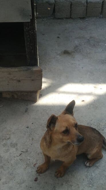 itləe: Zvonok, 2 ay — 5