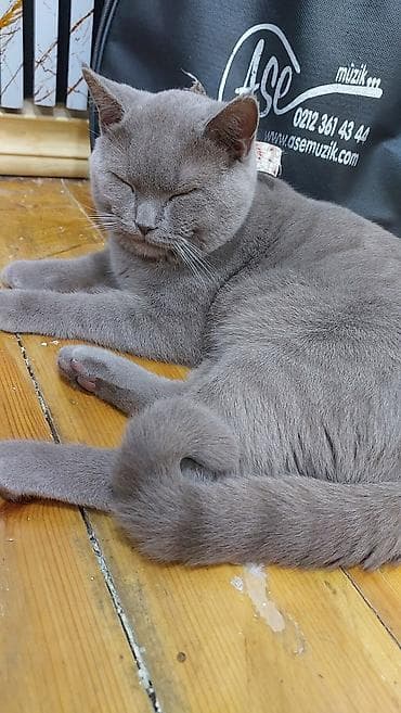 котёнок в добрые руки: Шотландская, Самец, В добрые руки, Платная доставка — 4