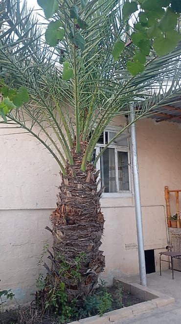 pomidor şitili satışı: Xurma xurması (Phoenix dactylifera) palma ağacı - Hündürlüyü — 5