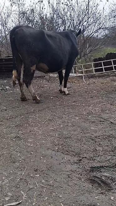 mal qara: Dişi, Simental, il: 4, Südlük, Ünvandan götürmə — 4