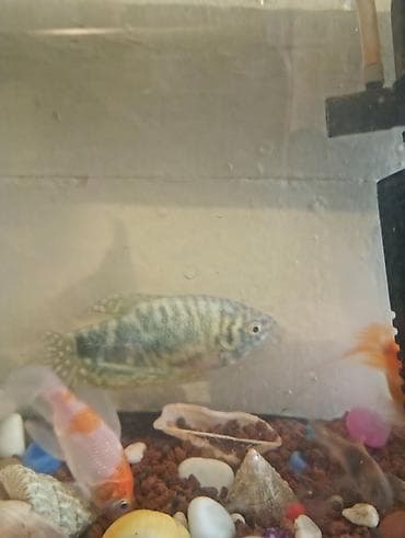 Məhsul: Akvarium balığı – yaşıl-mərmər naxışlı gourami — 2