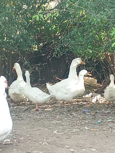 Erkək, | Kuban, Damazlıq, Ünvandan götürmə lalafo.az -da Erkək, | Kuban, Damazlıq, Ünvandan götürmə