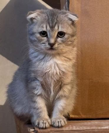 Gəmiricilər: Şotland yastı qulaq, Yaxşı əllərə, Ünvandan götürmə — 1