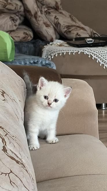 ev heyvanları: Ağ rəngli balaca pişik balası - Cins: Ev pişiyi (qısa tüklü tip) - — 9