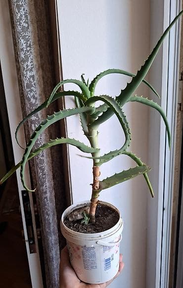 Aloe vera lalafo.az -da Aloe vera