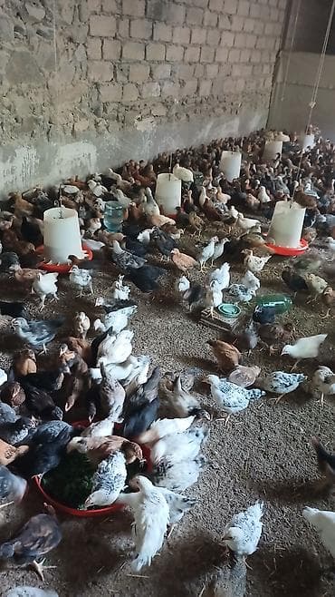 qus yuvasi: Toyuq cücələri, Ətlik — 3