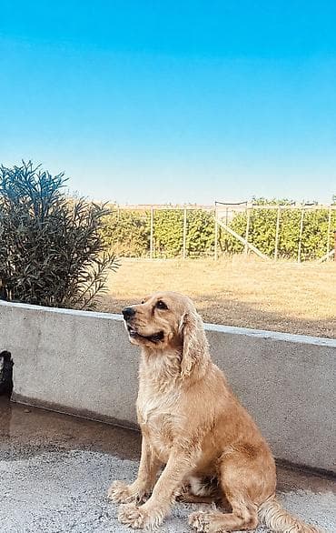 İtlər: Koker spaniyel, 2 ay, Erkək, Cütləşmə üçün, Ünvandan götürmə — 1