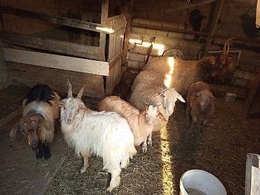 qoyun quyrugu: SALAM ALLAH HƏR KƏSİN MALINA BƏRƏKƏT VERSİN HEYVANLAR SATILIR KECİ — 5