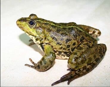 tap.az heyvanlar xacmaz: Yaşıl rəngdə, ləkələri olan qurbağa. Bu, evdə və ya terrariumda — 1