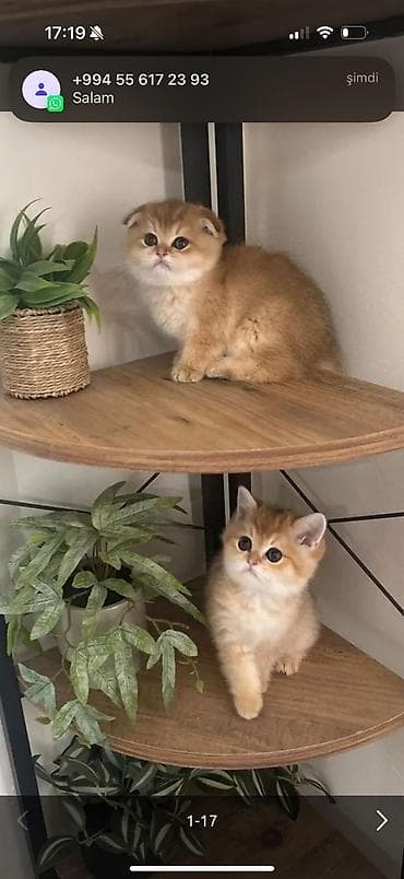 heyvan: Şotland fold balaları – qızıl rəng çalarlarında - Cins: Scottish Fold — 2