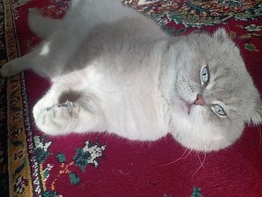 Şotland yastı qulaq, Erkək, Cütləşmə üçün, Ödənişli çatdırılma — 6