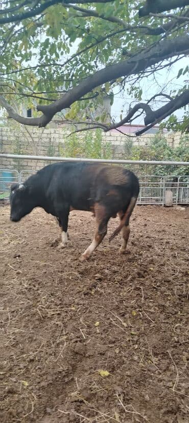 ərkəy dana: Məhsul: Qara rəngdə, qısahornlu erkək mal (öküz/buğa) Xüsusiyyətlər — 5