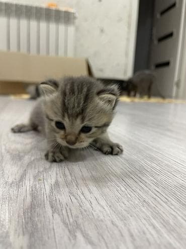 cins it: Yaxşı əllərə, Pulsuz çatdırılma, Ödənişli çatdırılma — 3