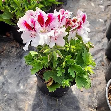 ekran gul sekilleri: Felerqoniua — 8