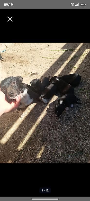 bala itlerin satisi: Ünvandan götürmə — 3