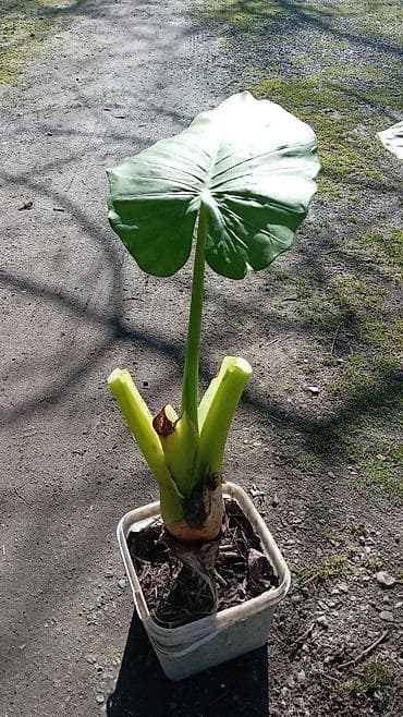 heyet gulleri instagram: Otaq bitkiləri — 3