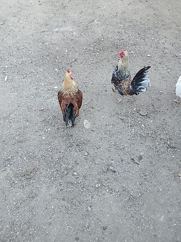 it sekilleri: Cücələr – dekorativ xoruzlar - Növ: dekorativ, xırda ölçülü xoruzlar — 2