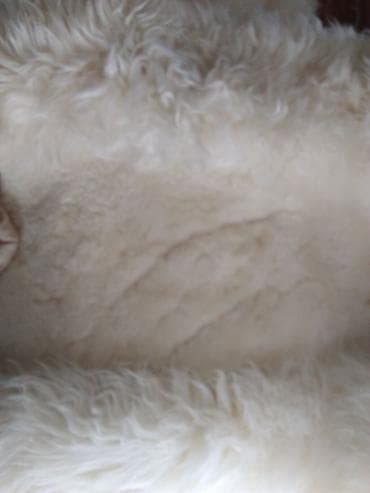 Məhsul: Avtomobil üçün ağ süni xəz oturacaq örtüyü (Avto478 tipli)