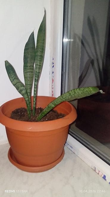 hilba bitkisi nedir: Sansevieria (Qayın dili) otaq bitkisi - Növ: Sansevieria trifasciata — 1