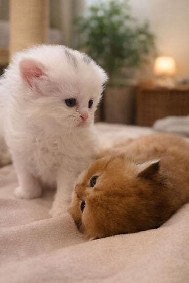 pişik evləri: 👑 Elite Golden Chinchilla balaları – ağ, qızılı və pələng naxışlı Ev — 6