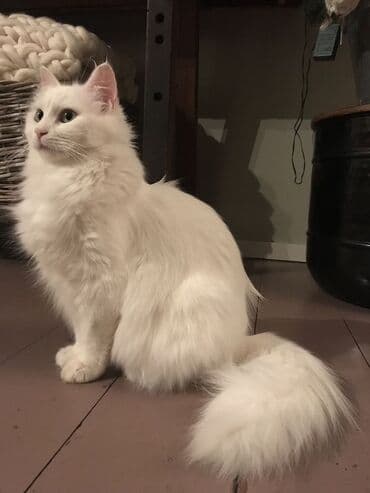 Erkək, Yaxşı əllərə, Ödənişli çatdırılma, Ünvandan götürmə