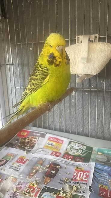 qara qoyun: Məhsul: Dalmatian naxışlı yaşıl-sarı “budgerigar” (dalğıç papağan) – — 5