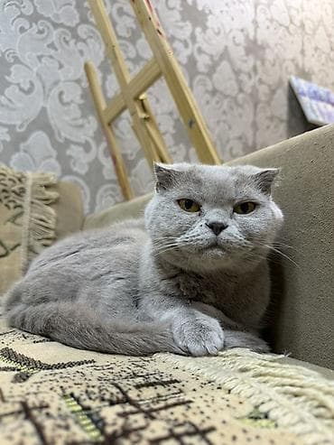 Şotland, Dişi, Yaxşı əllərə, Ödənişli çatdırılma