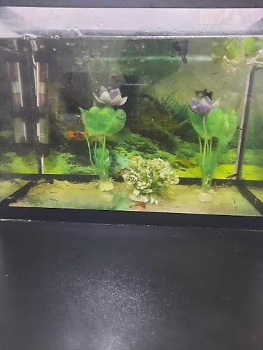 Akvarium dəsti j - Şüşə akvarium, ön və yan tərəfləri şəffaf. - Daxili