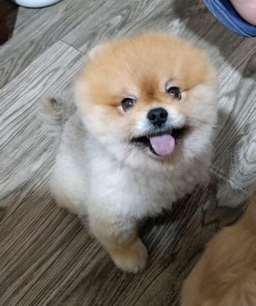 itlə barter: Şpitz, 3 ay, Erkek — 2