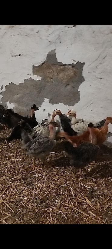 Toyuğ altında çıxan 2 aylıq təbii kənd cücəsi satılır. tam sağlam lalafo.az -da Toyuğ altında çıxan 2 aylıq təbii kənd cücəsi satılır. tam sağlam
