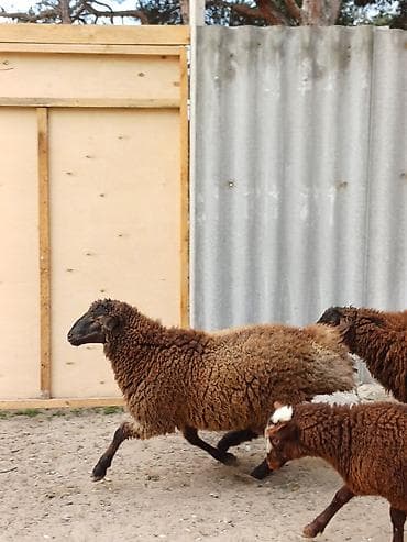 qoyun: Quzular 5-6 ayliqdilar erkəkdilər xüsusi bəslənirlər meyvə tərəvəzlə — 10