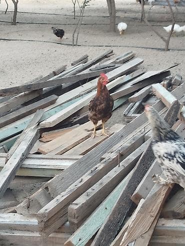 Digər quşlar: Salam 20 ədəd çorpadir, bəzilərinin şəkili var,yaşları 4 aydan — 4