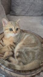 british pişik qiymeti: Britan, Erkək, Yaxşı əllərə, Ünvandan götürmə — 4