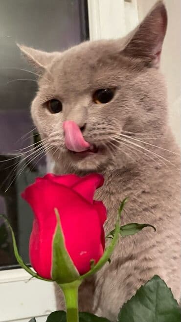 Другие животные: Британская, Самка — 4