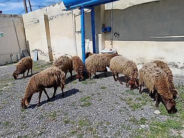 Dişi, Qala, il: 1, 50 kq, Damazlıq, Ünvandan götürmə