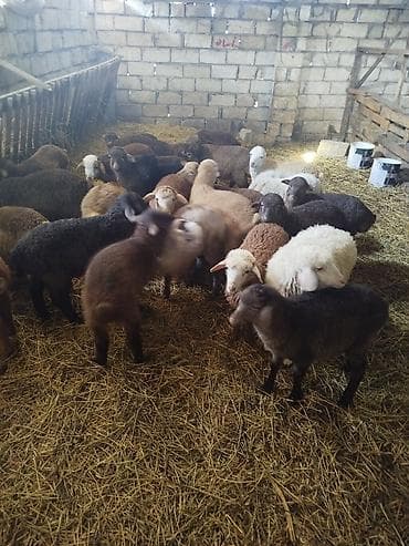 bildircin satisi: Qoyun-quzu sürüsü satılır - Növ: yerli ətlik-quzuluq qoyunlar — 2