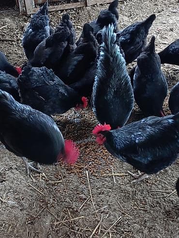 K/t heyvanları üçün mallar: Toyuq, Damazlıq — 1