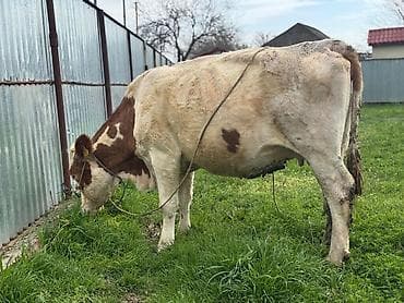 Digər kənd təsərrüfatı heyvanları: Heyvanlar 2ci və 3cü balaya 7aylıq boğazdır. Təmiz qan Smentaldır. Çox — 5